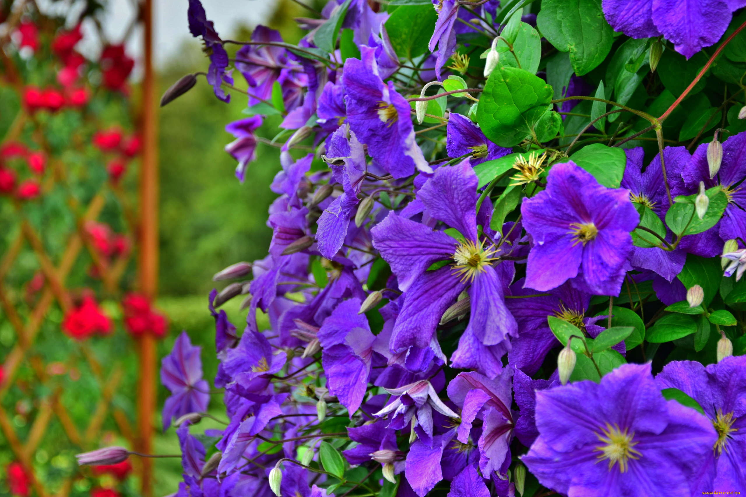 цветы, клематис, , ломонос, лиловый, клематис, куст