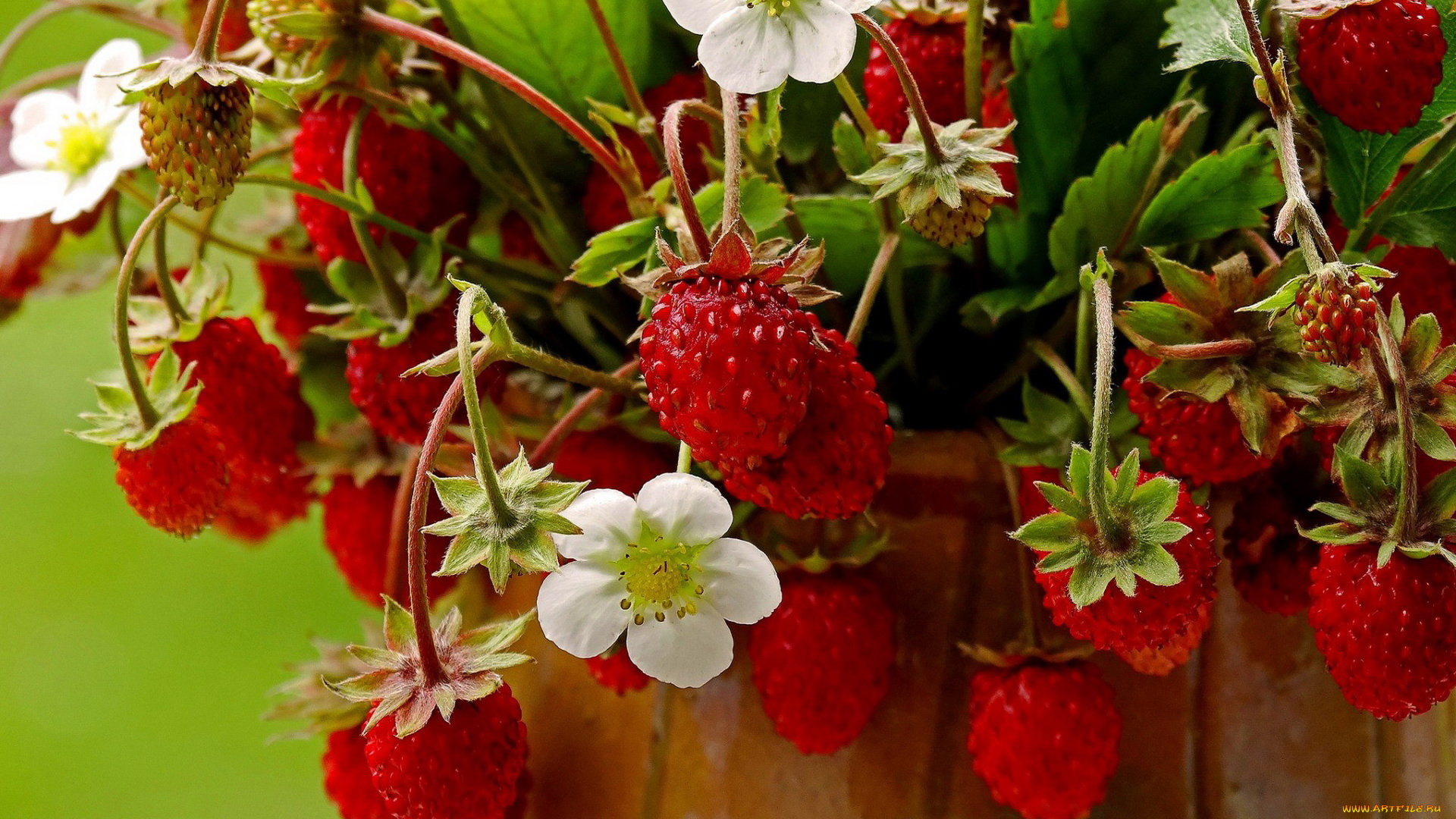 природа, ягоды, клубника