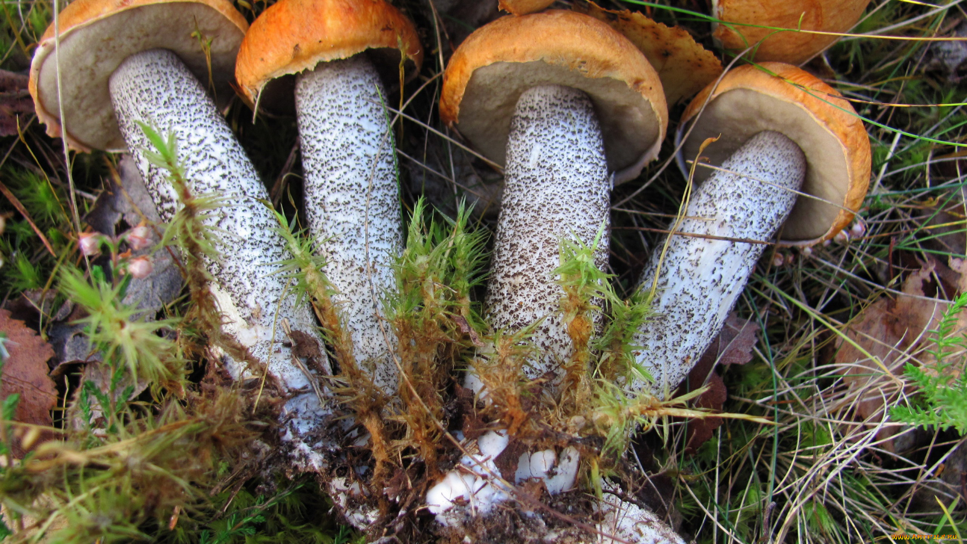 еда, грибы, , грибные, блюда, свежие, лесные, подосиновики