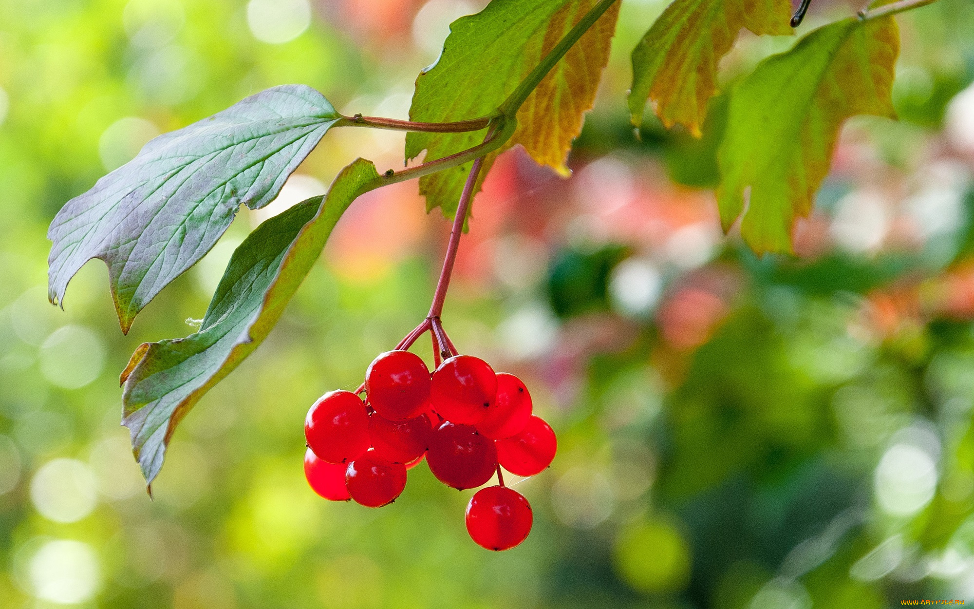 природа, ягоды, , калина