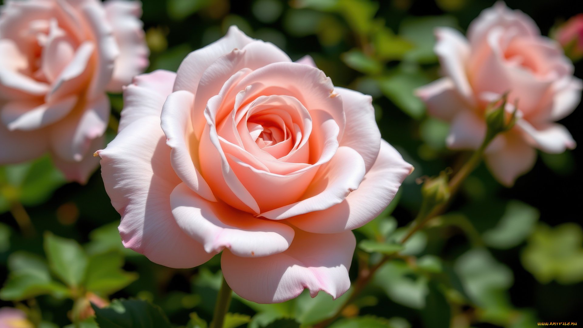 3д, графика, цветы, , flowers, розовые, розы