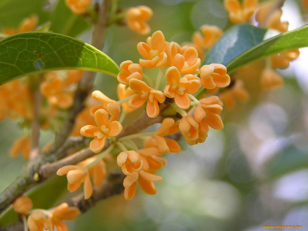 цветы, цветущие, деревья, кустарники