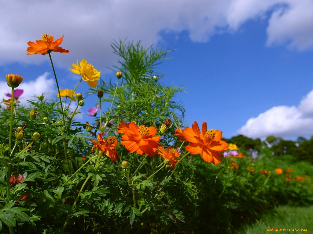 цветы, космея