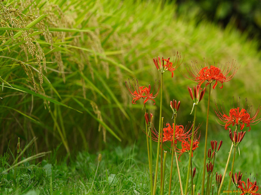 цветы, лилии, лилейники