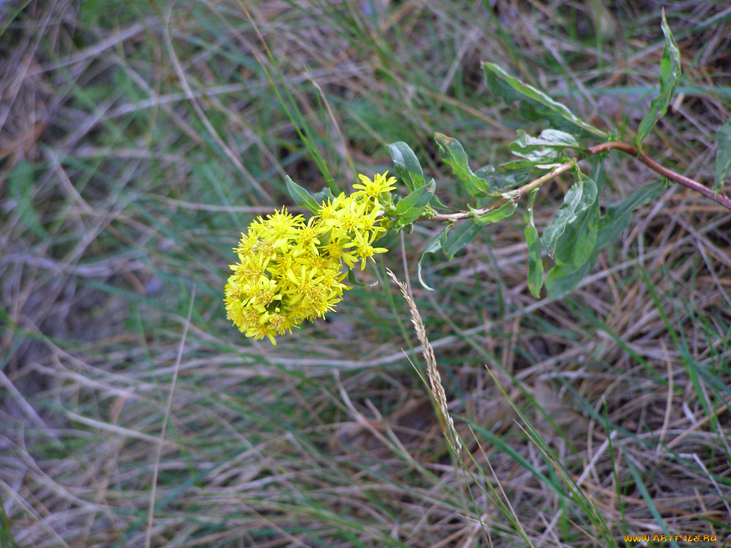 цветы, луговые, полевые