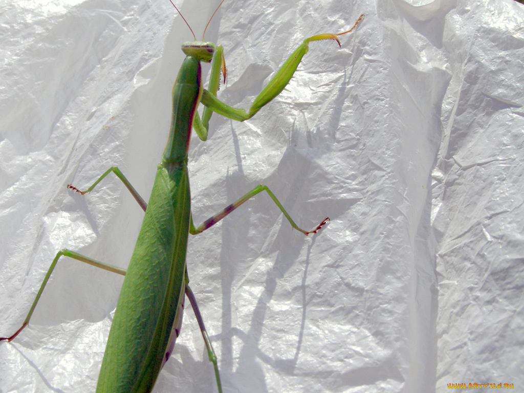 животные, богомолы