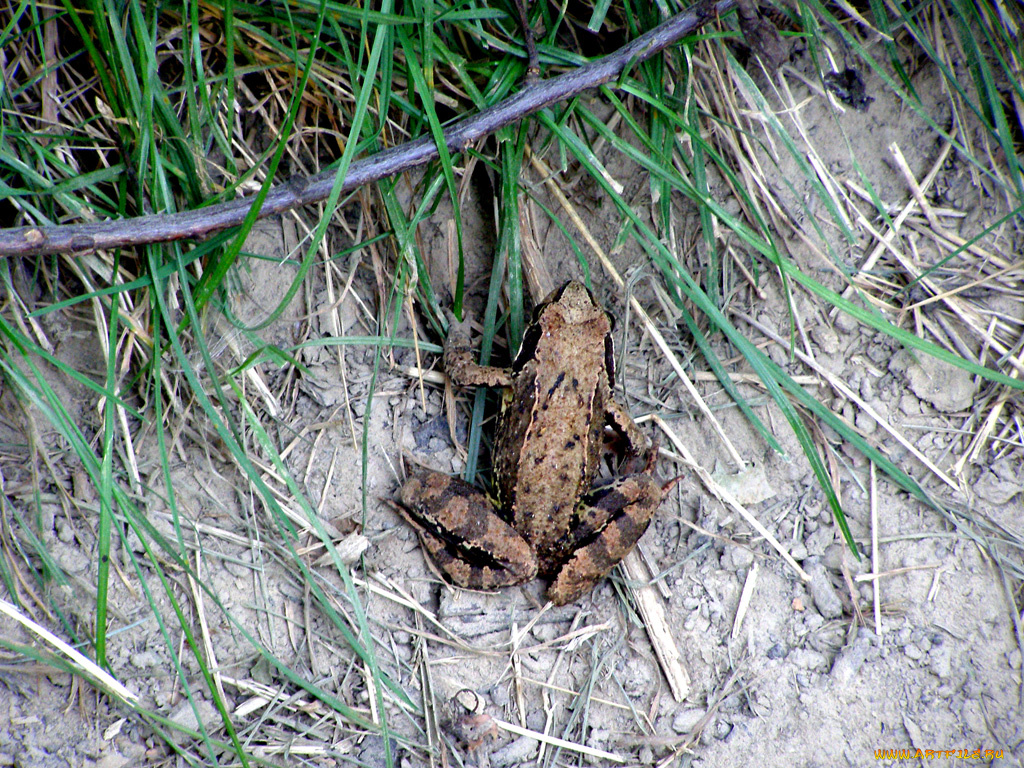 животные, лягушки