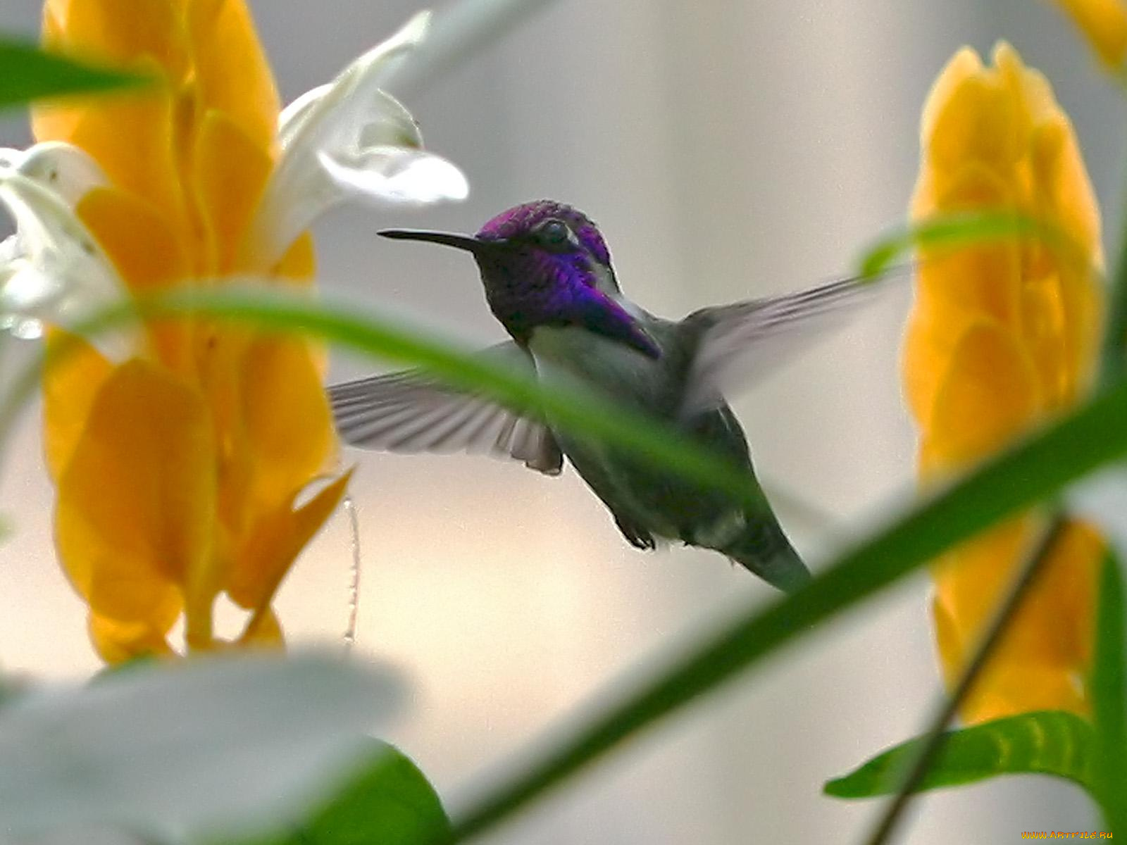 costa, hummingbird, животные, колибри