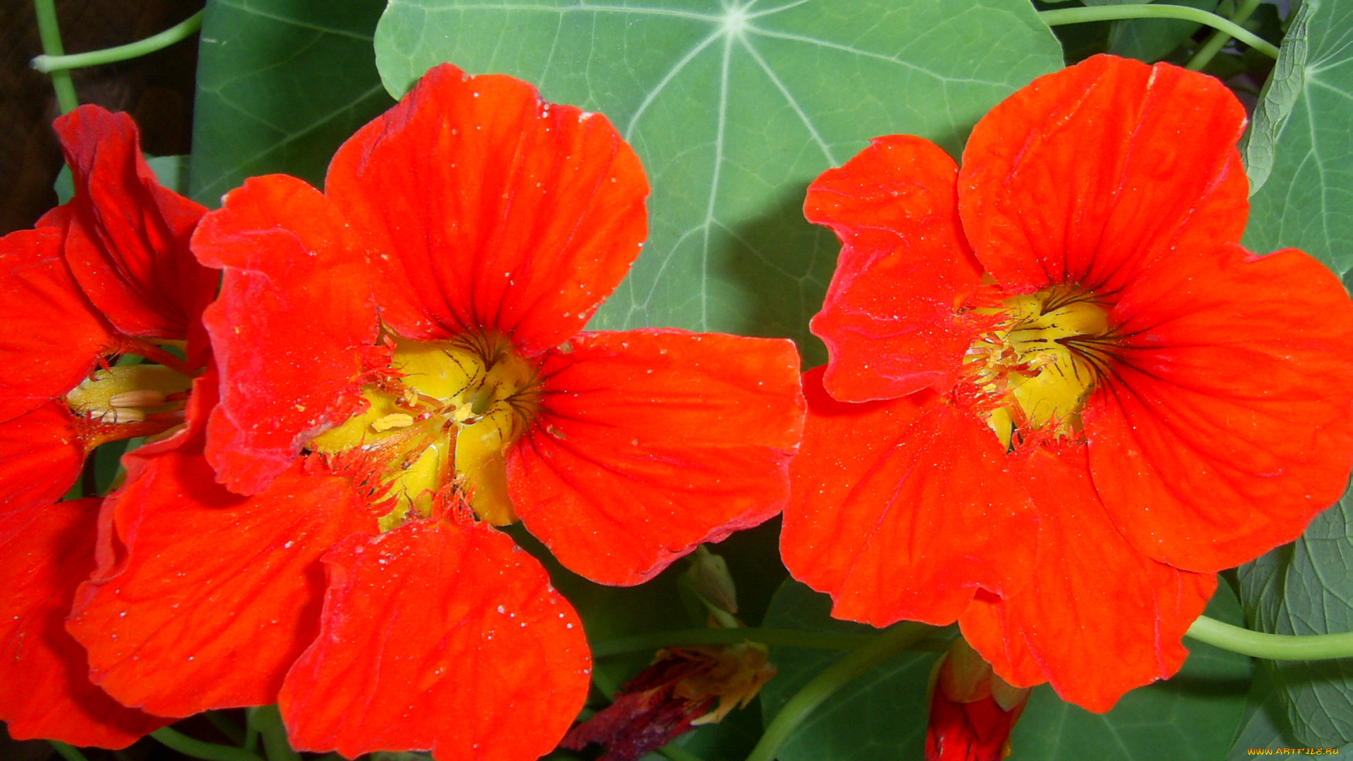 цветы, настурции