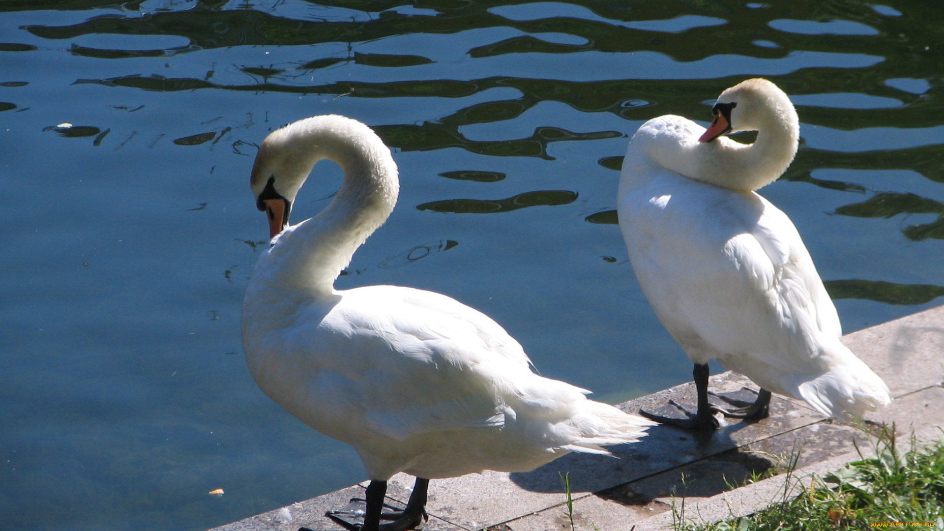 на, патриарших, животные, лебеди
