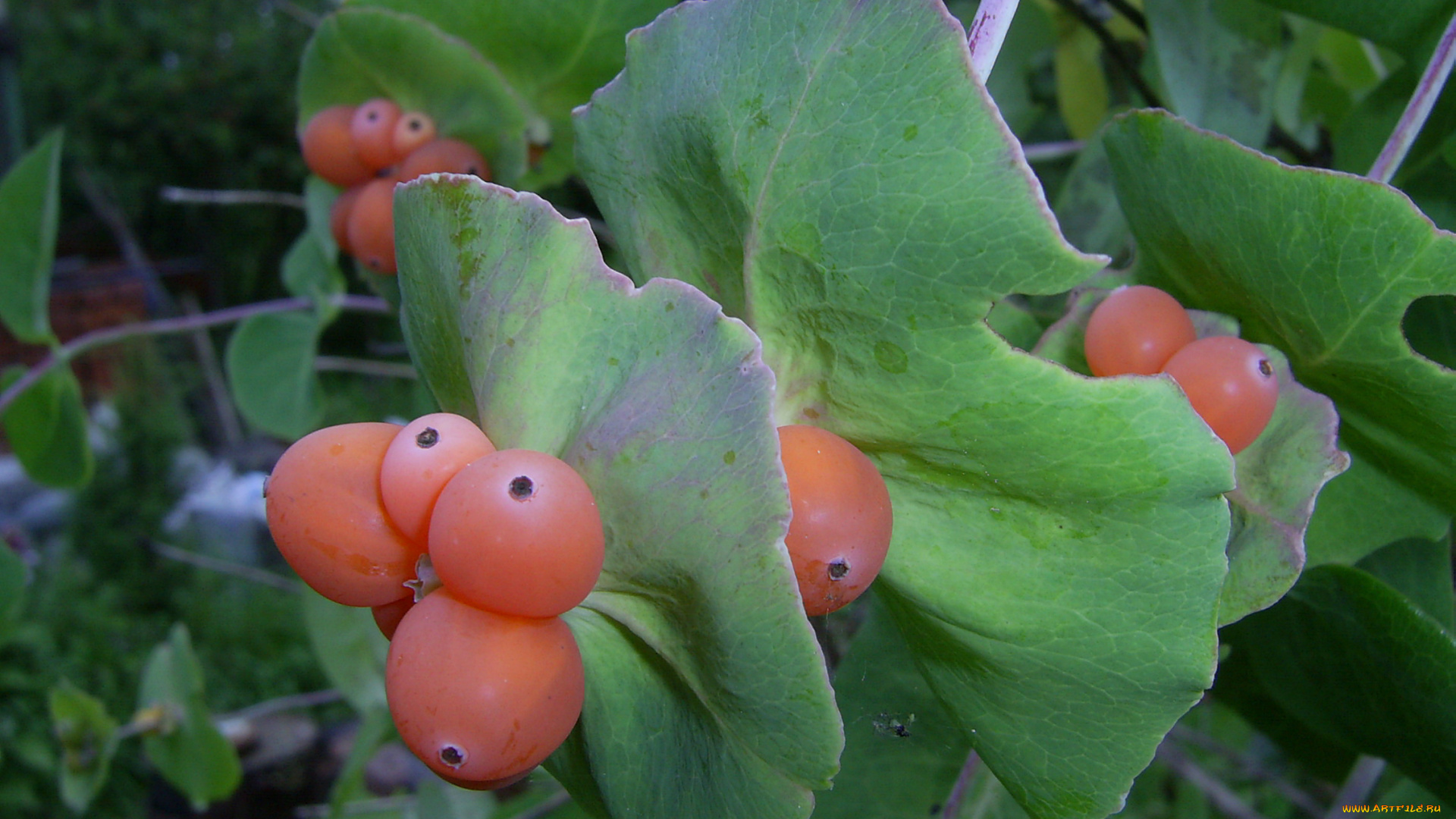 природа, Ягоды