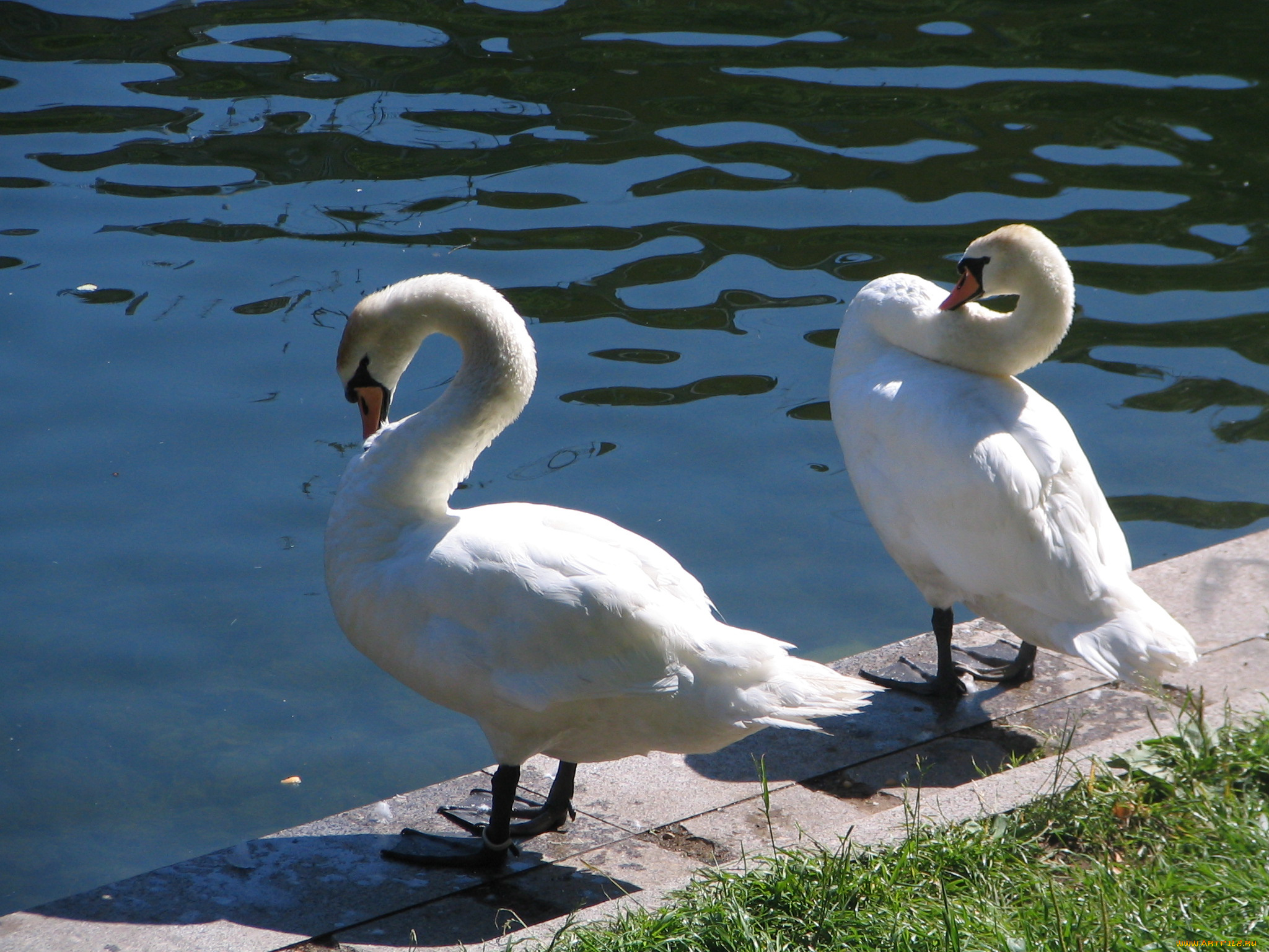 на, патриарших, животные, лебеди