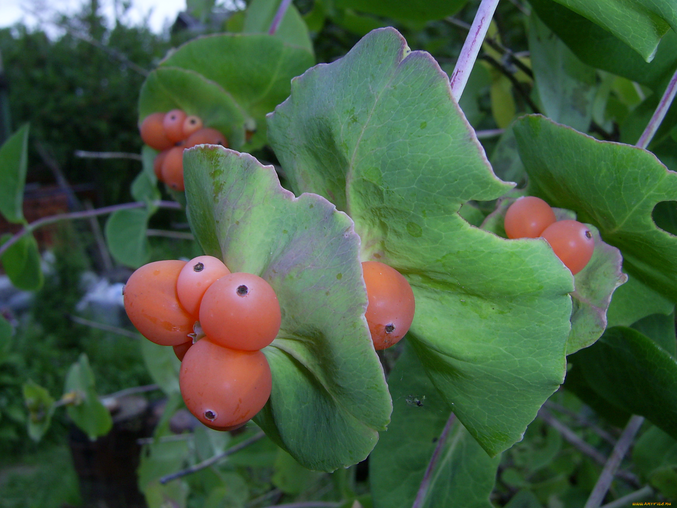 природа, Ягоды