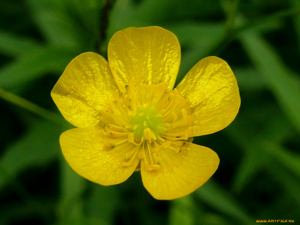 цветы, калужницы, лютики