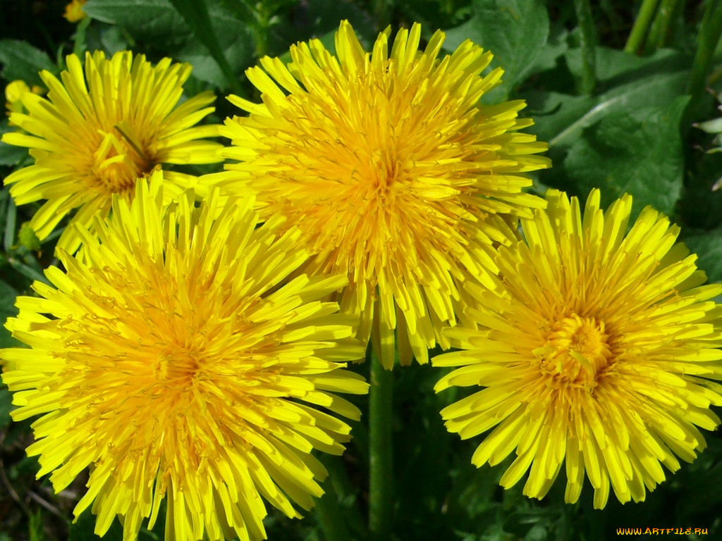 цветы, одуванчики