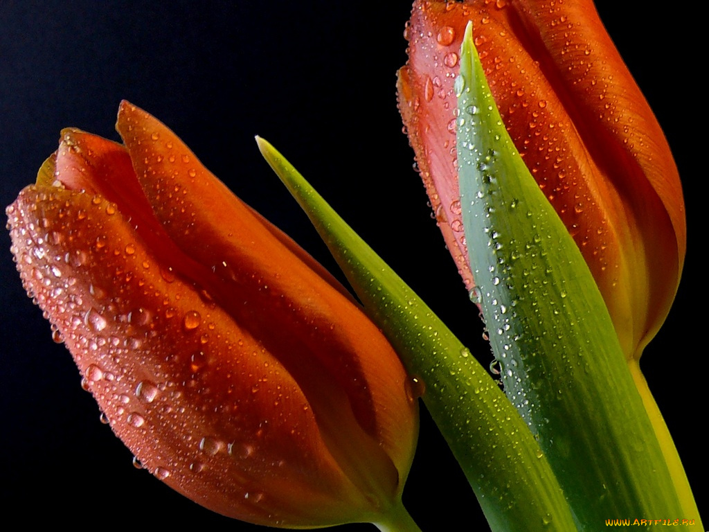 цветы, тюльпаны