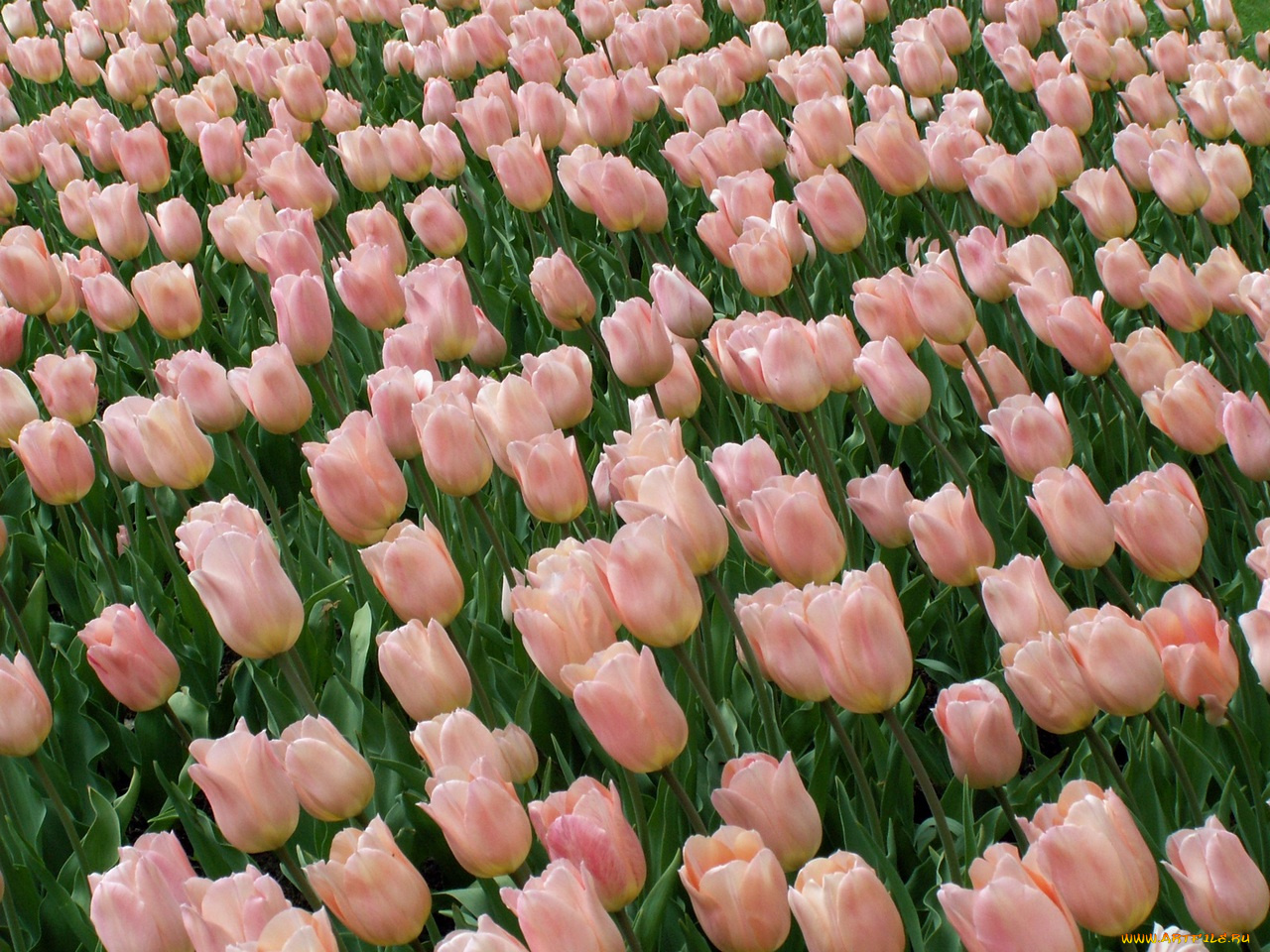 цветы, тюльпаны