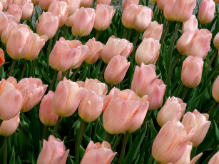 Картинка цветы тюльпаны