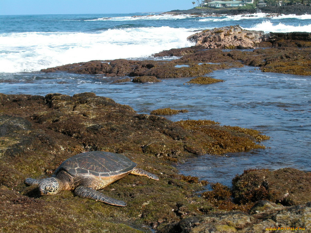 животные, Черепахи