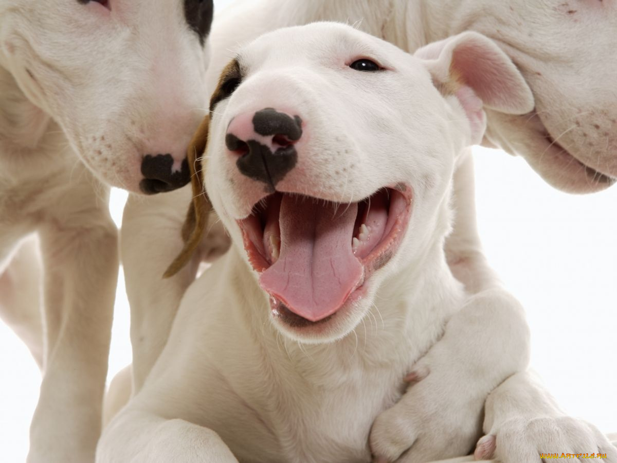 животные, собаки