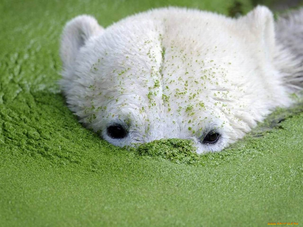 животные, медведи