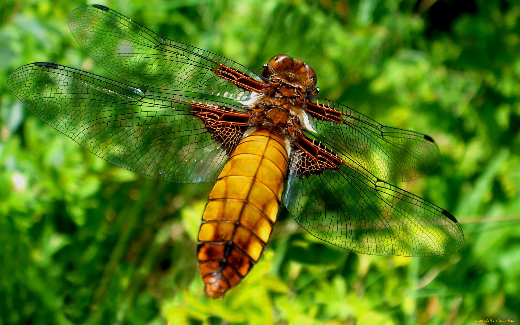 животные, стрекозы