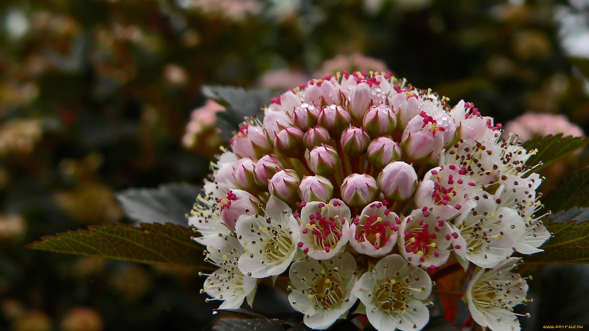 цветы, цветущие, деревья, кустарники