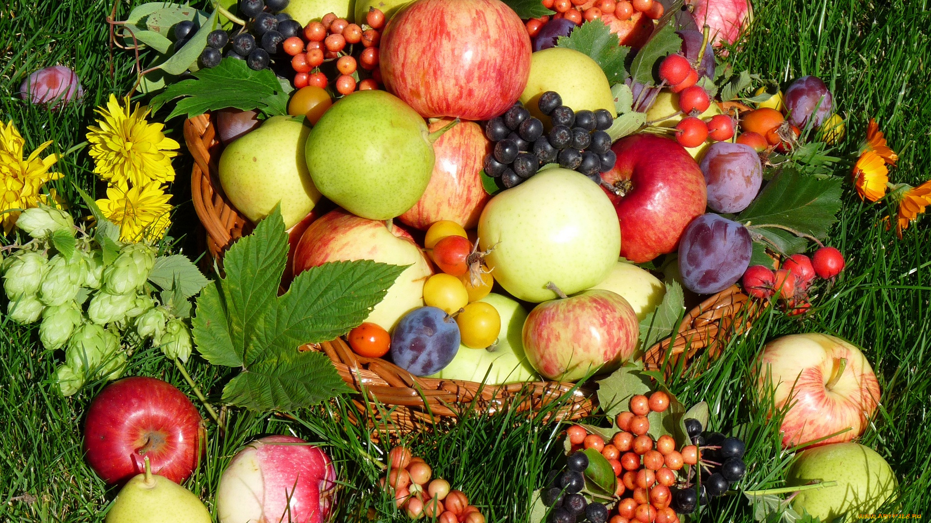 еда, фрукты, ягоды, витамины, дары, природы, виноград, яблоки, сливы, россыпь, фруктов