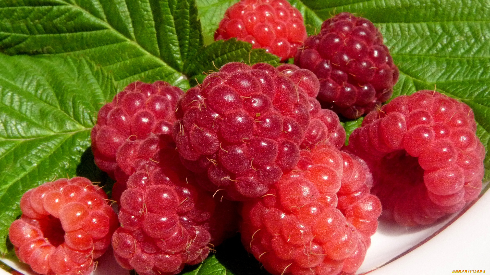 еда, малина