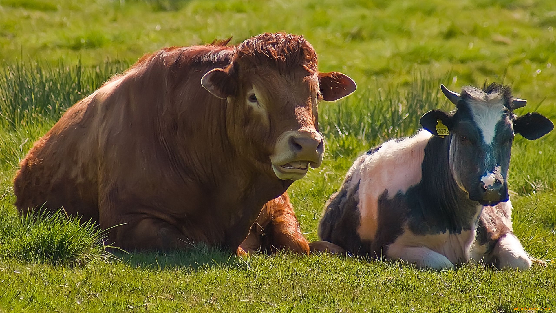 животные, коровы, буйволы