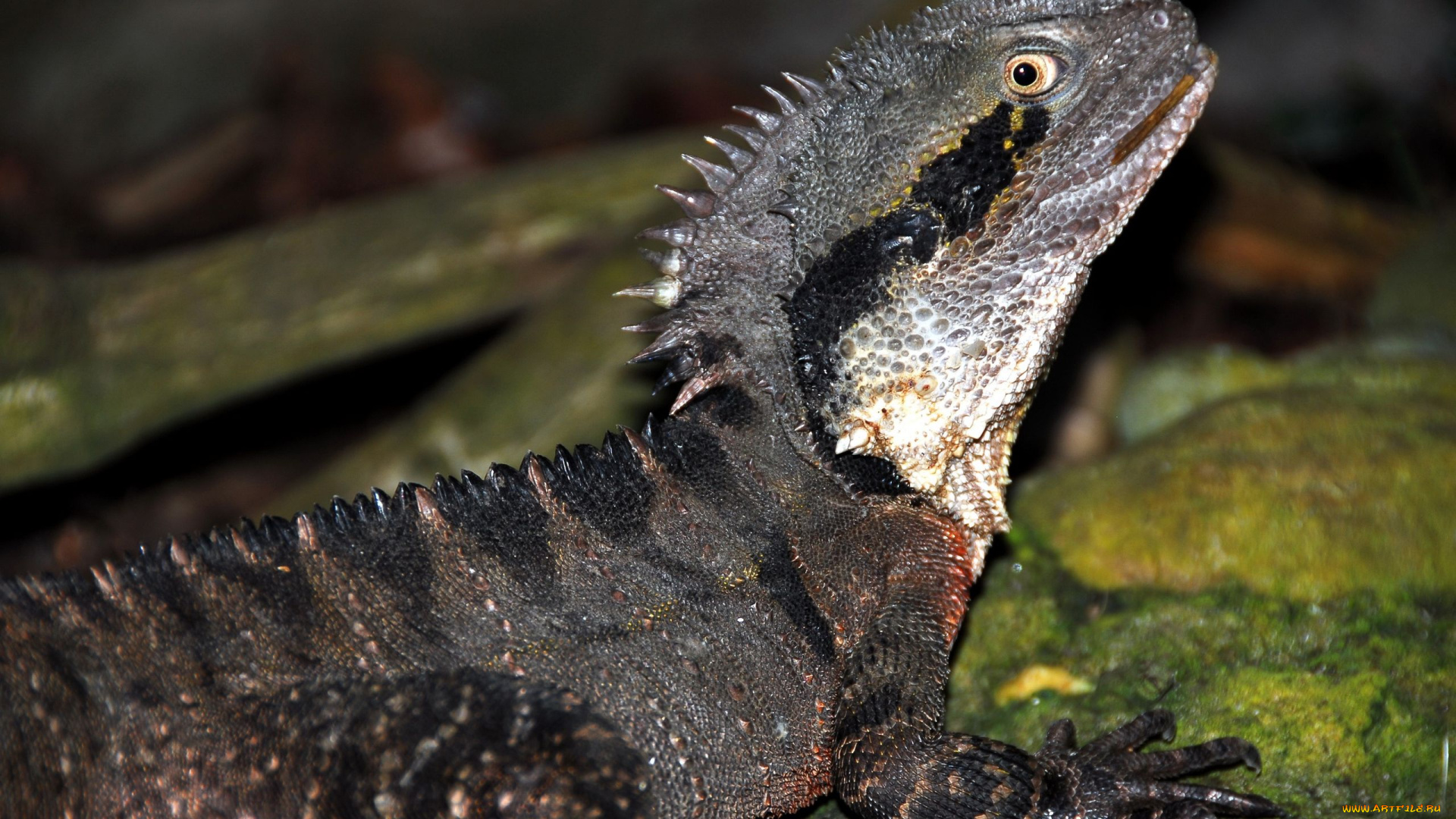 животные, Ящерицы, игуаны, вараны