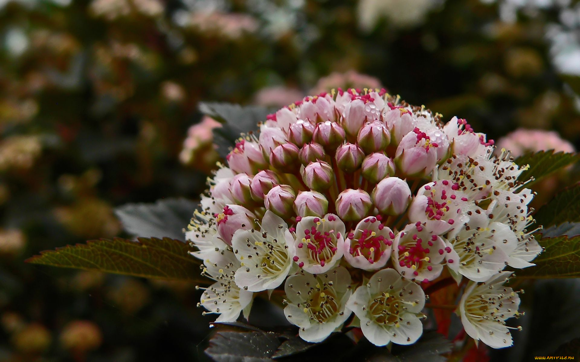 цветы, цветущие, деревья, кустарники
