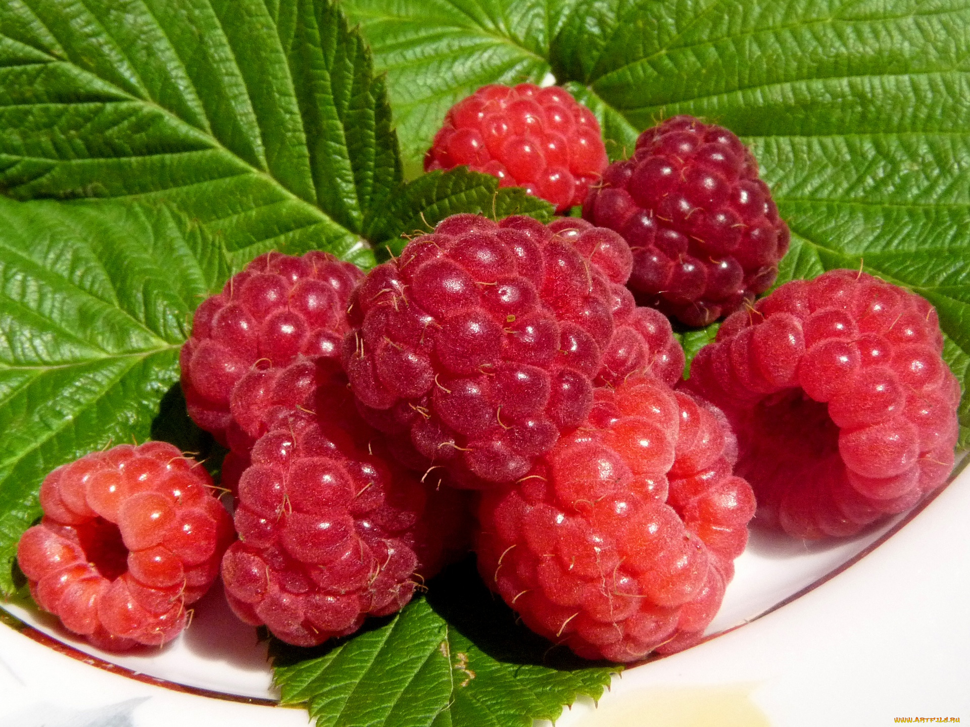 еда, малина