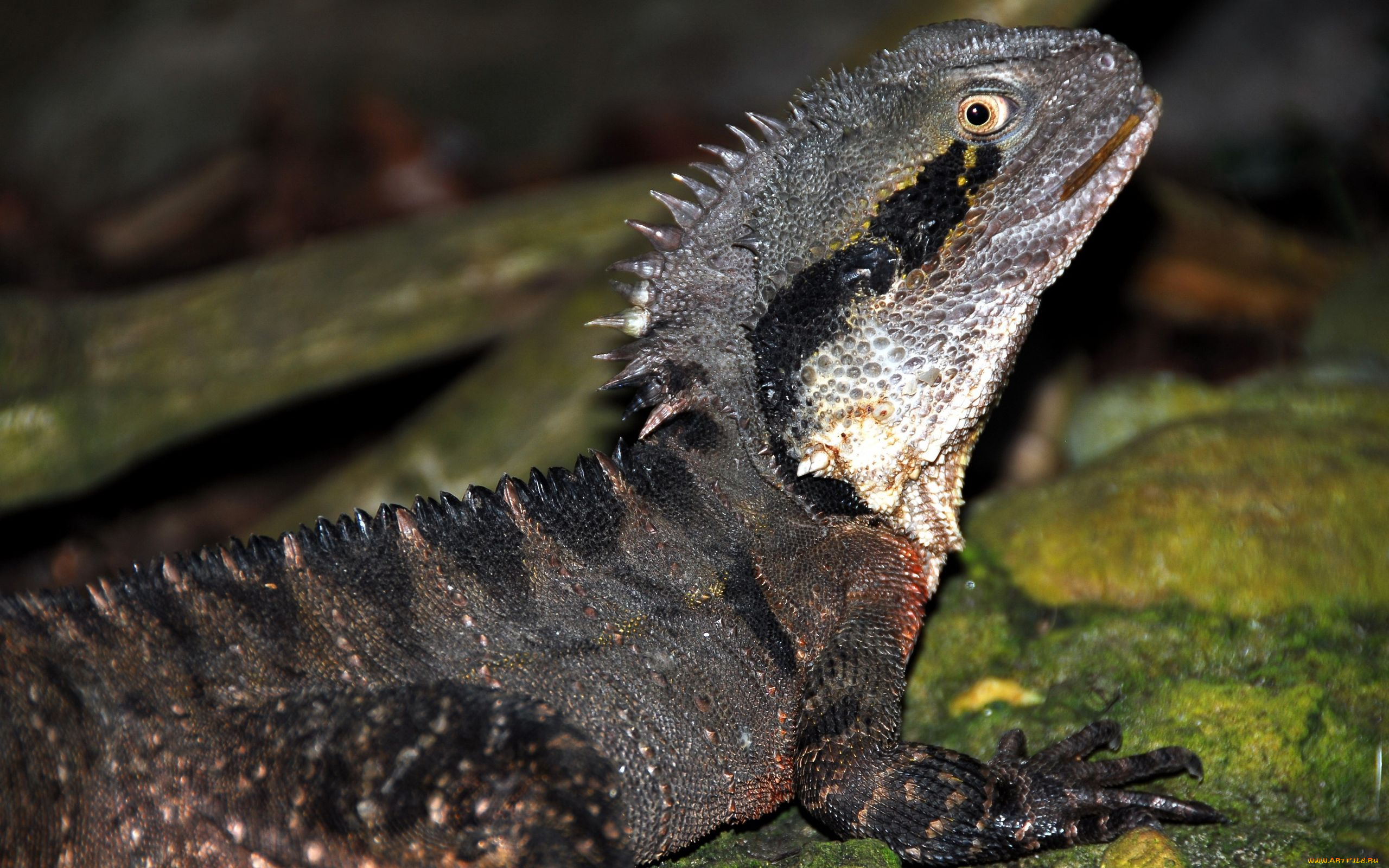животные, Ящерицы, игуаны, вараны