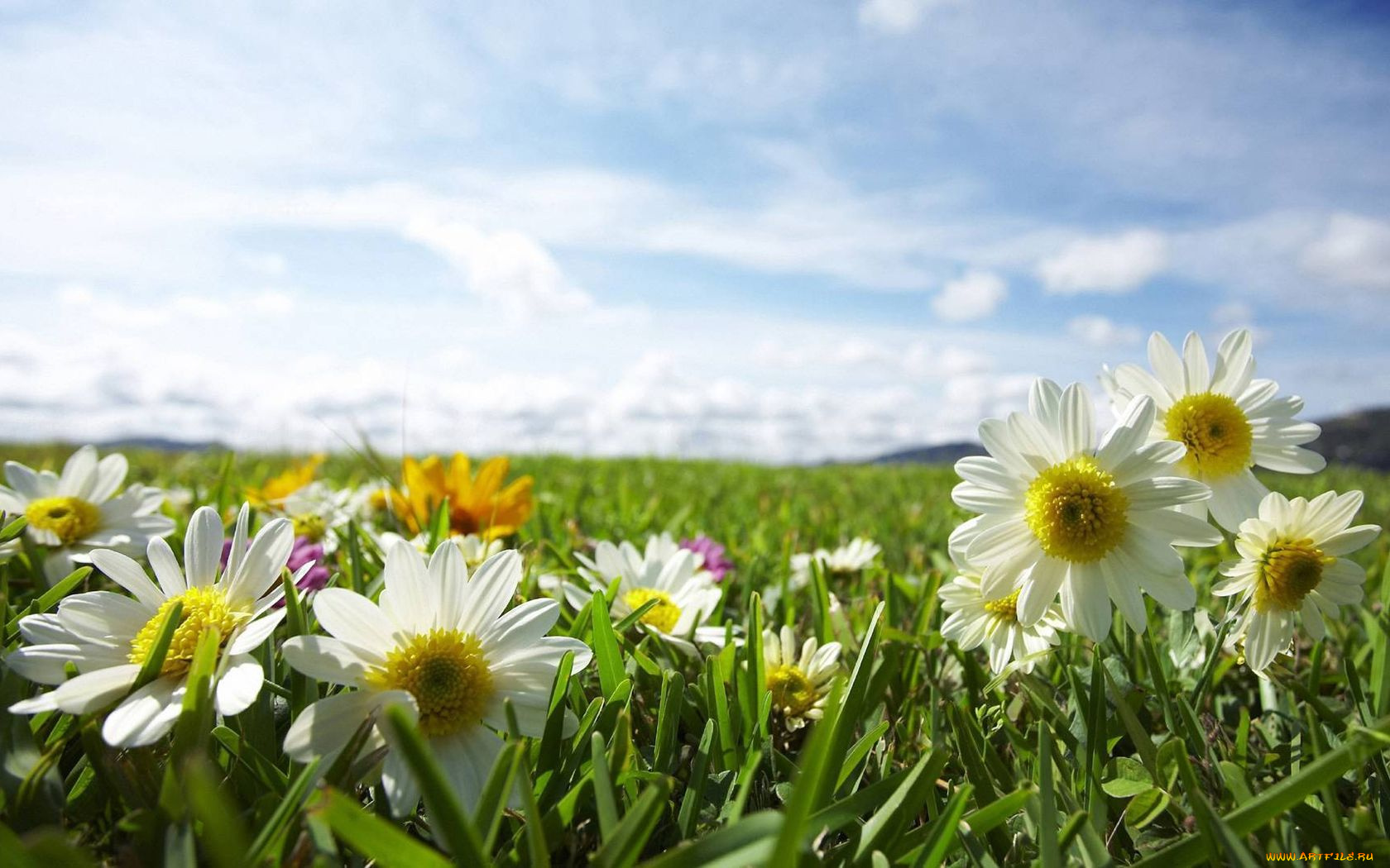 цветы, ромашки