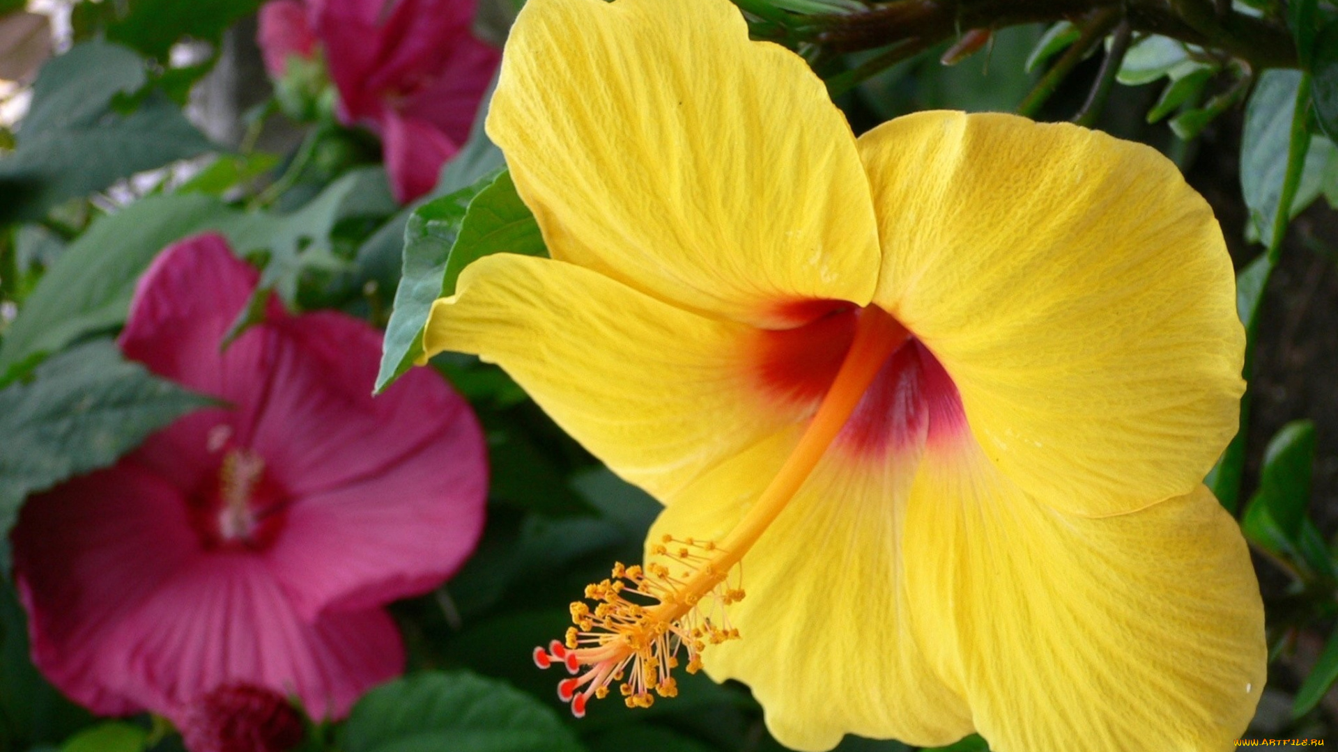 цветы, гибискусы, яркий, большой, желтый
