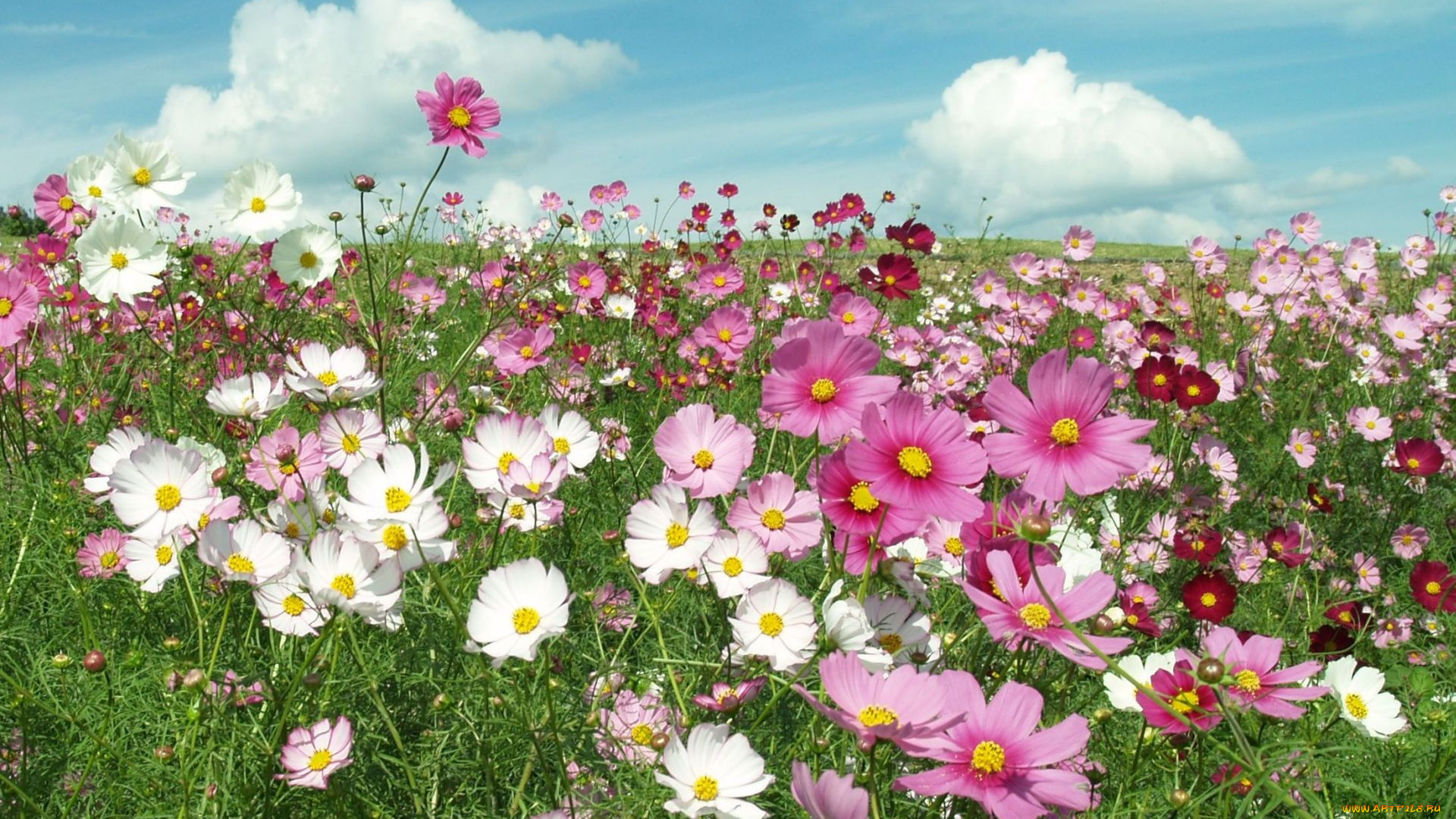 цветы, космея, лепестки