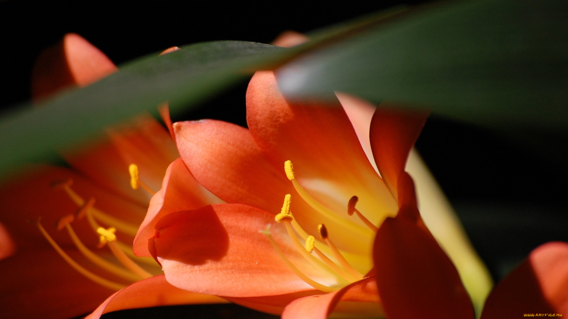 кливия, цветы, листья, оранжевый