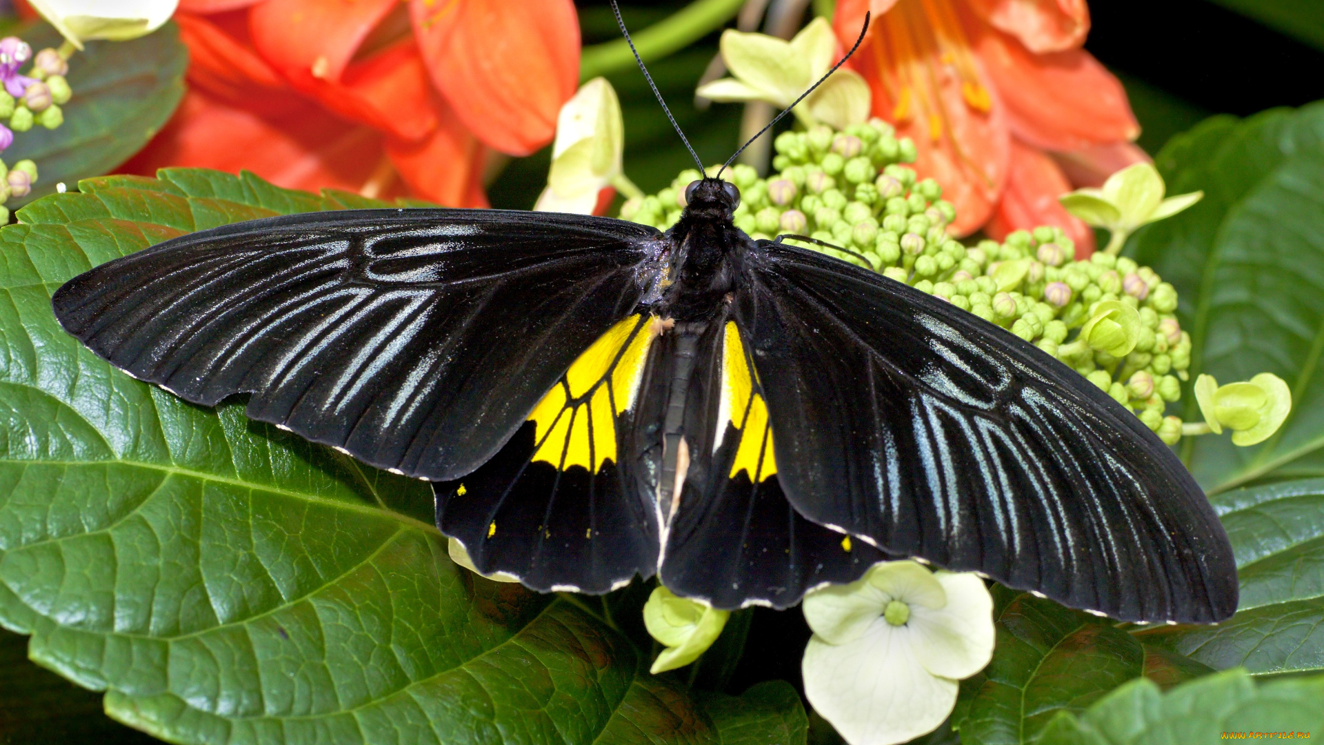 животные, бабочки, крылья, цветы