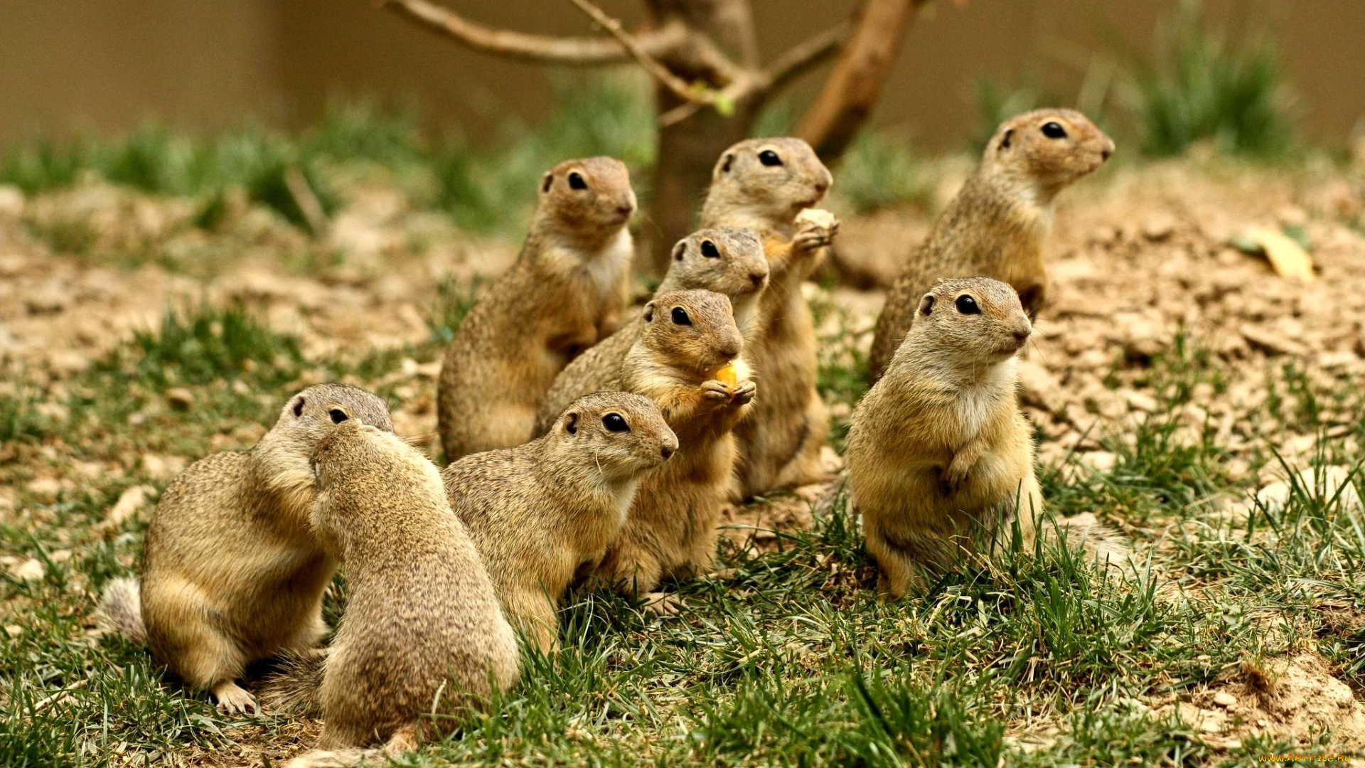 животные, суслики, сурки, много