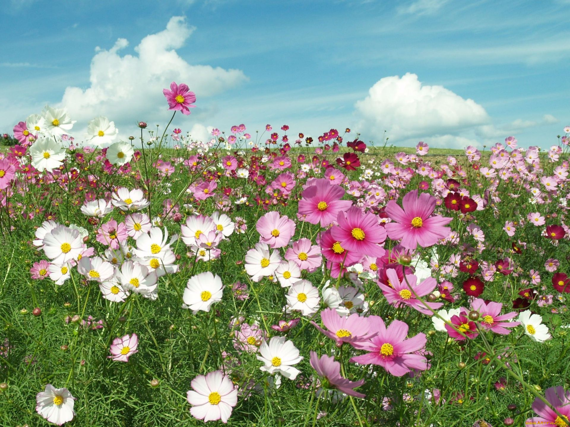 цветы, космея, лепестки