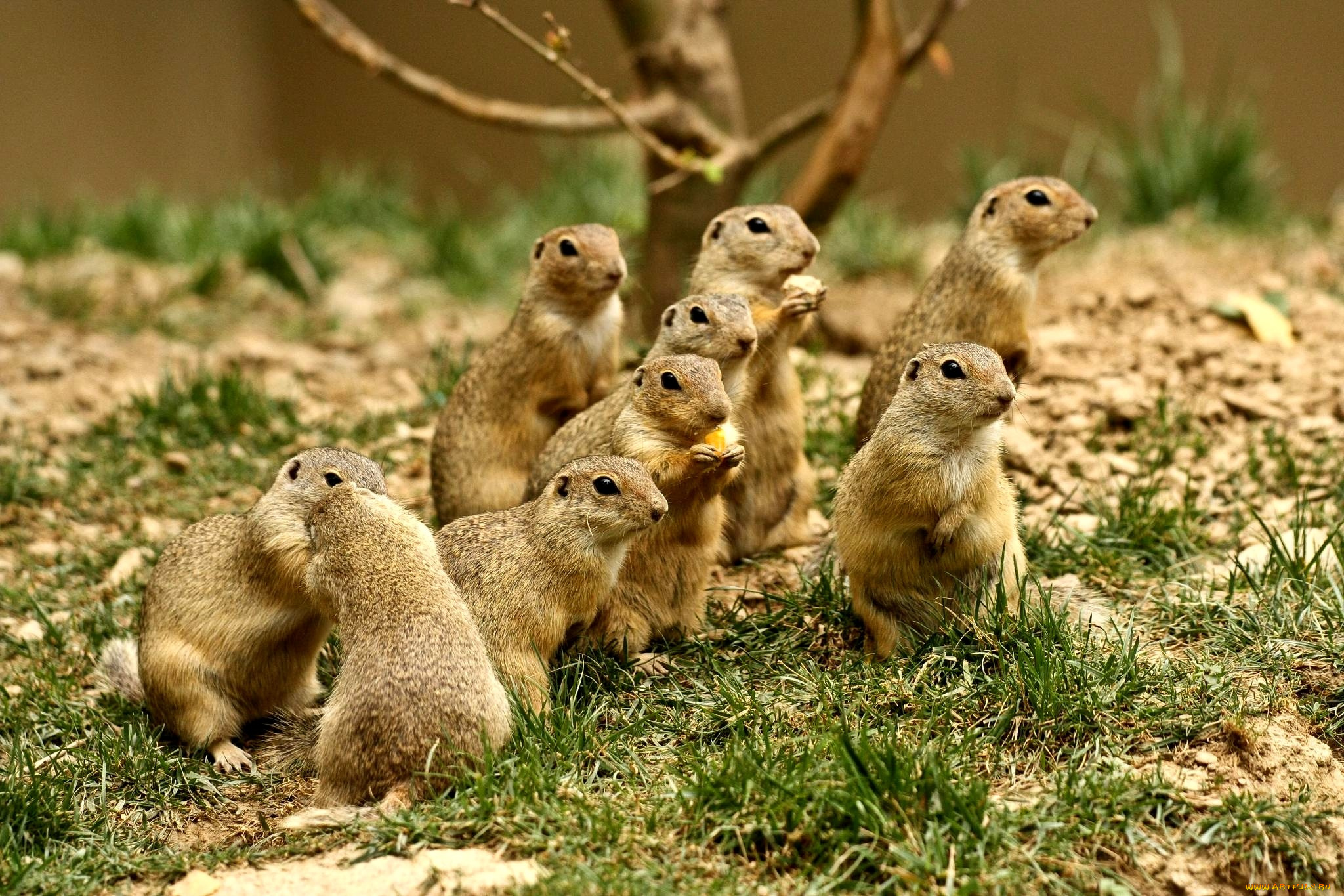 животные, суслики, сурки, много