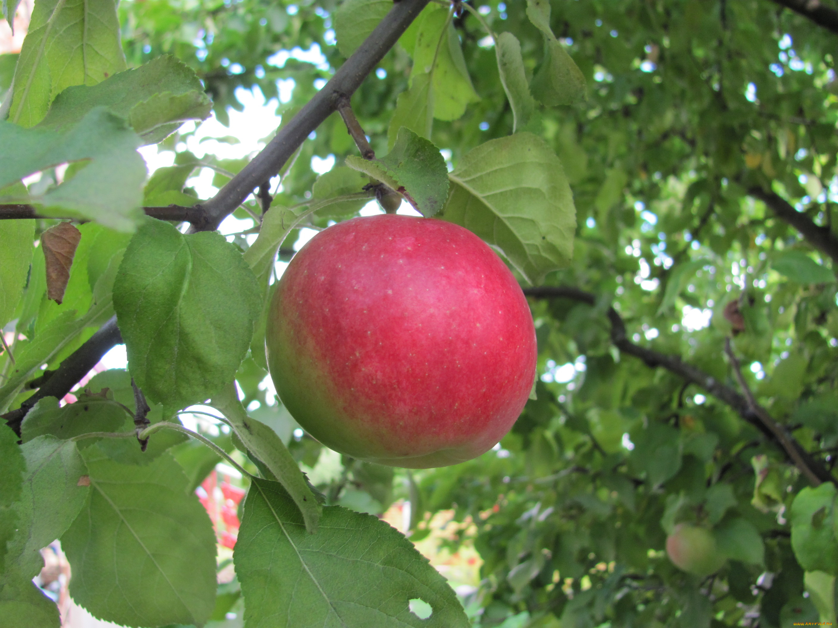 природа, плоды, ветки, листья