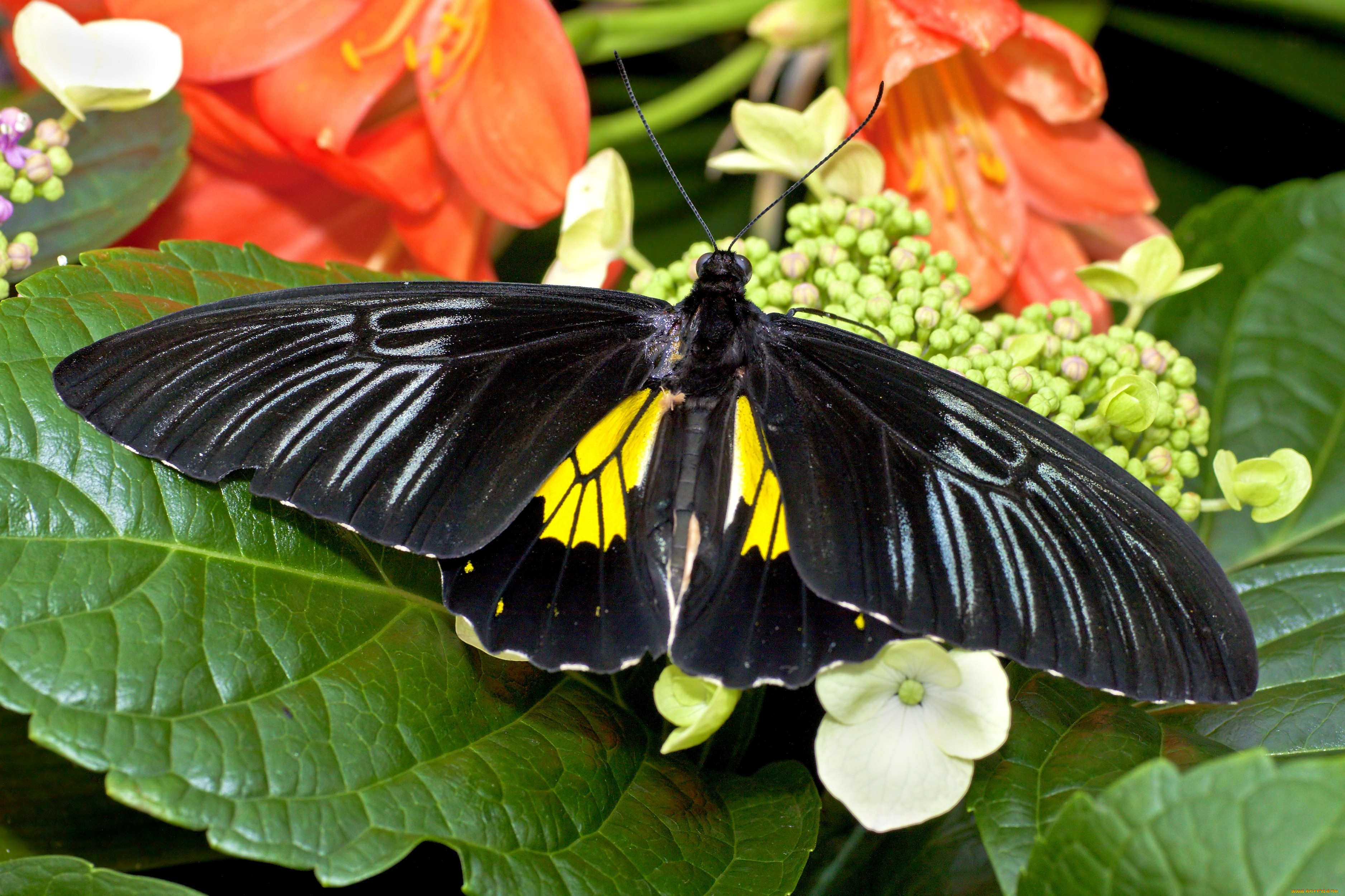 животные, бабочки, крылья, цветы