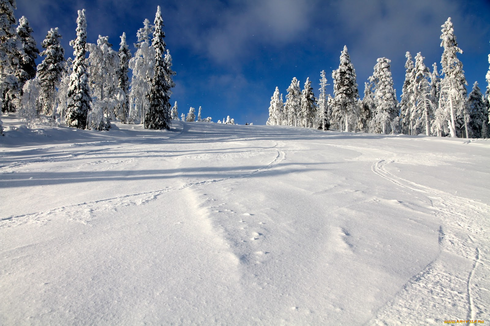 природа, зима, деревья, снег