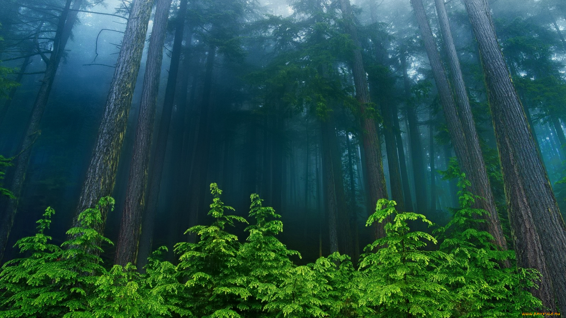 beautiful, forest, природа, лес, стволы, кустарник