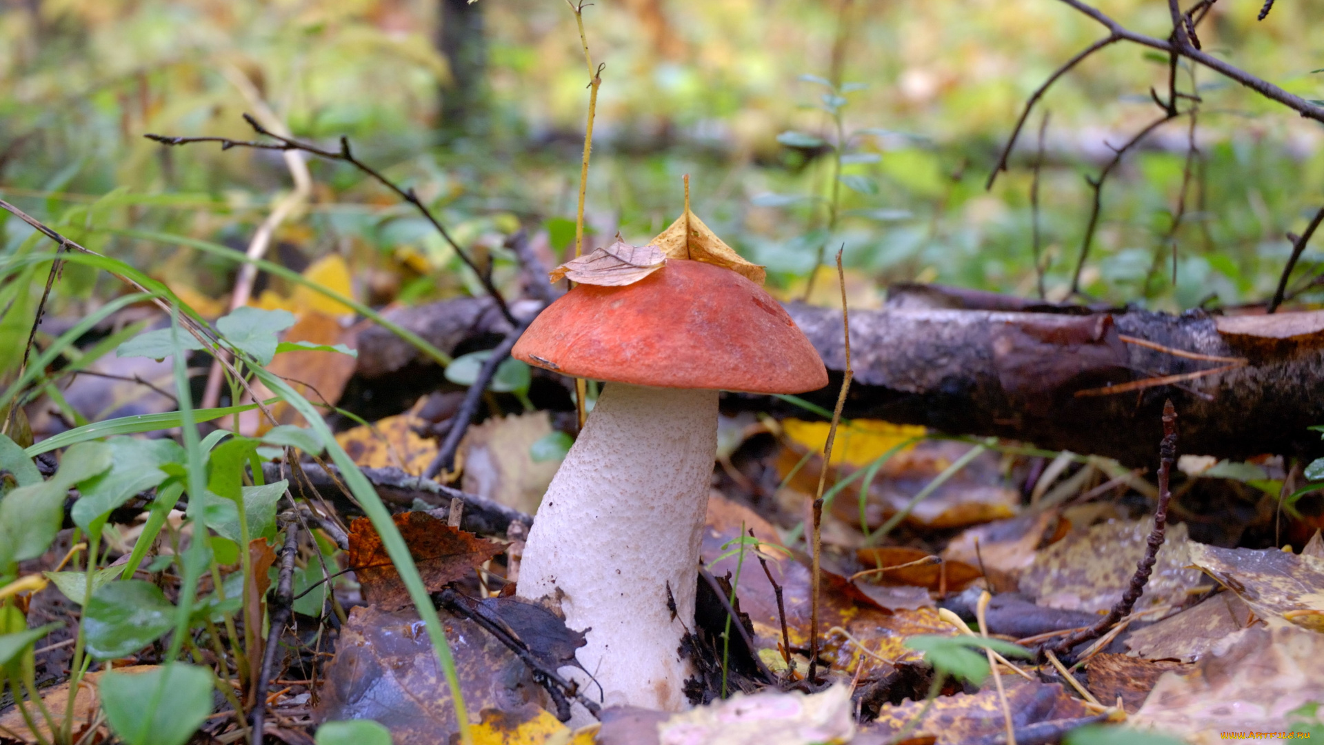 природа, грибы, листья, подосиновик