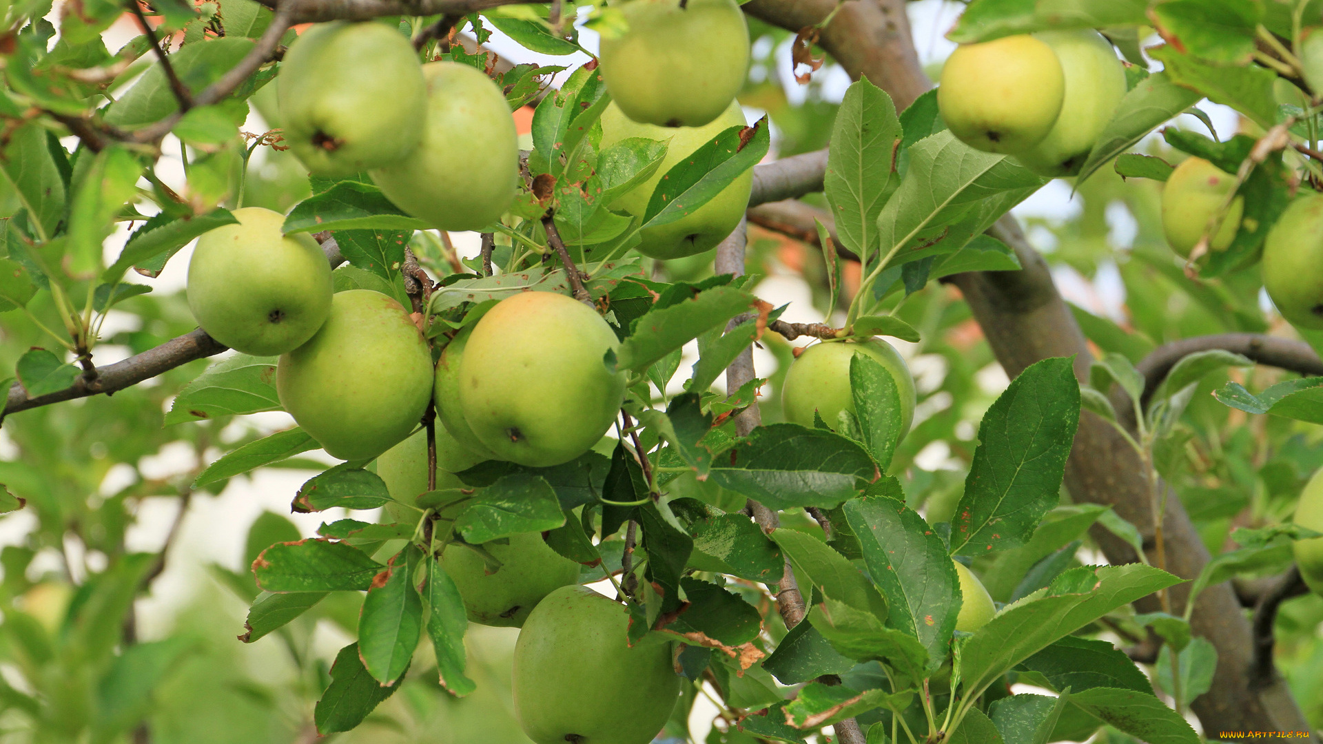 природа, плоды, ветка, яблоки