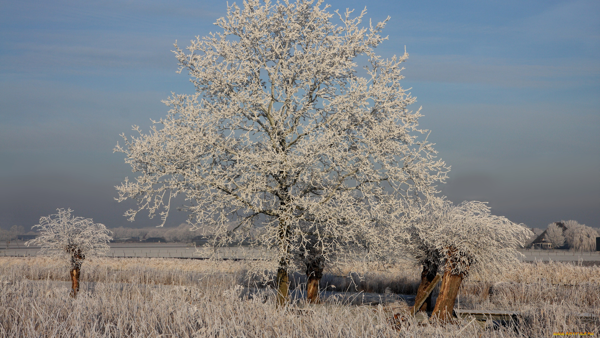 природа, зима, trees, ice, grass, winter