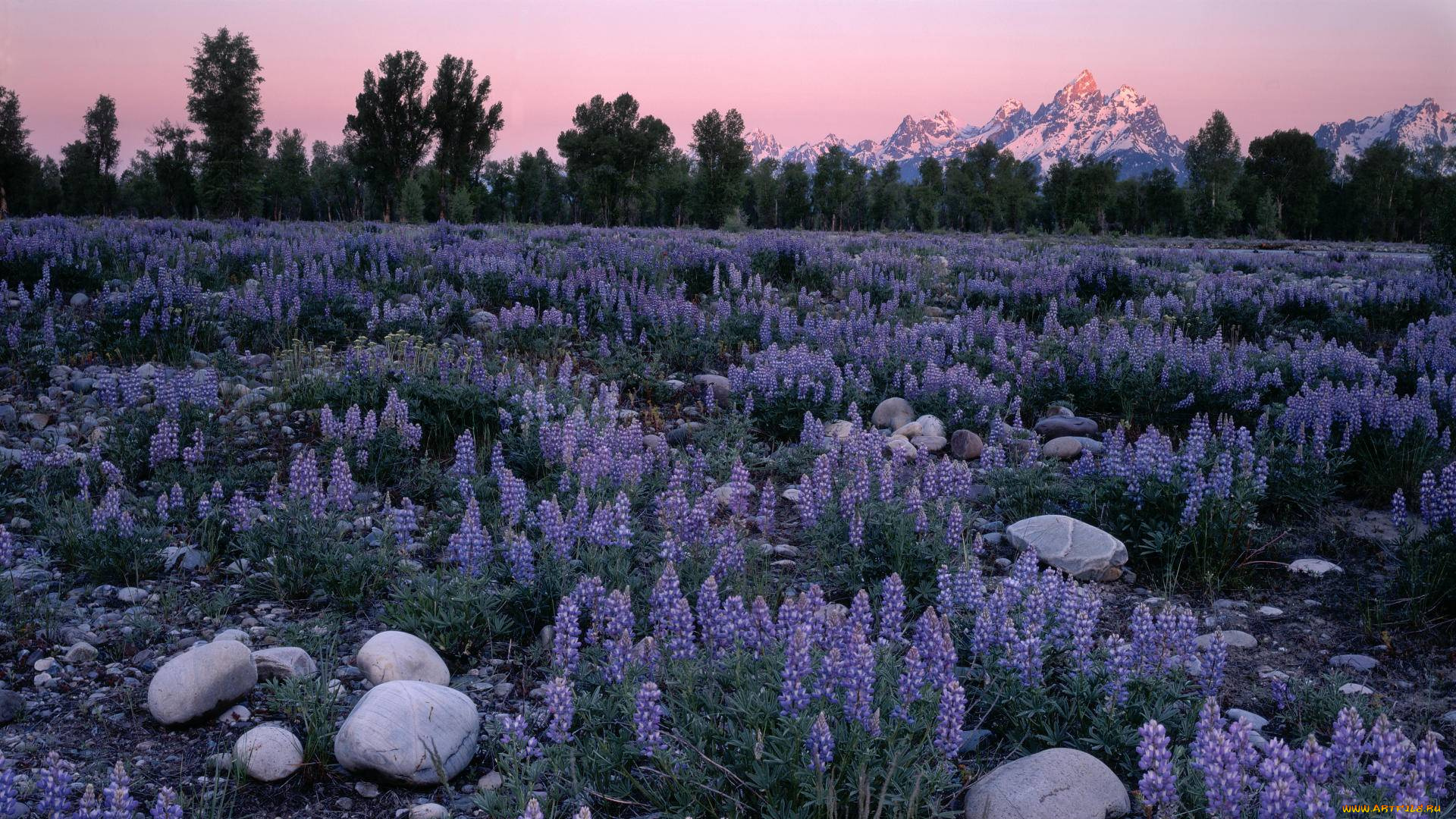 sunrise, glow, on, field, of, lupines, природа, луга, цветы, луг, горы